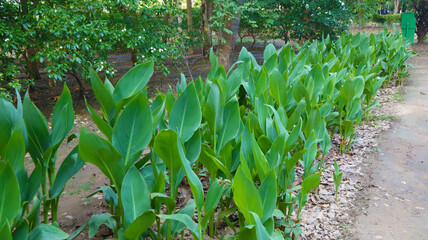 green plantation in city garden