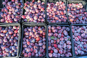 Summer fruit plums in basket. Texture background of fresh blue plums.
