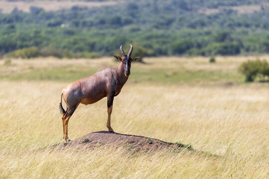 Topi standing on a mound in the Masai Mara. Side view.