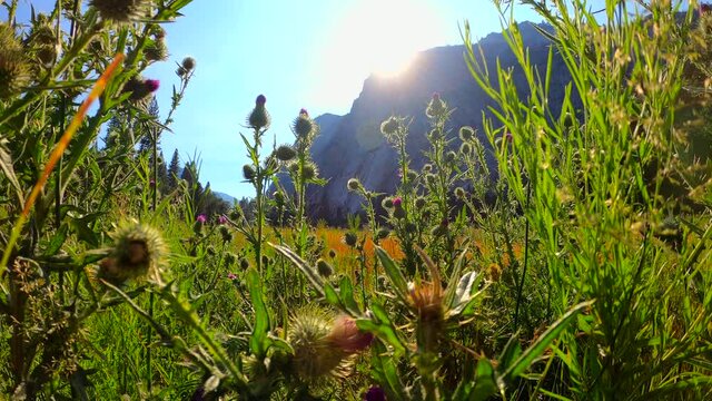 Bright, colorful, and dreamy nature background. Bugs eye view of Yosemite National Park's summer wildflowers.