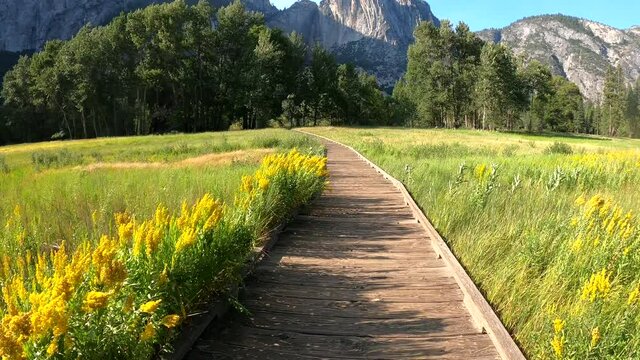 Walking through a dreamy meadow covered with yellow summer wildflowers at Yosemite National Park, USA. Monarch butterflies flying around in the background. POV. 4K.