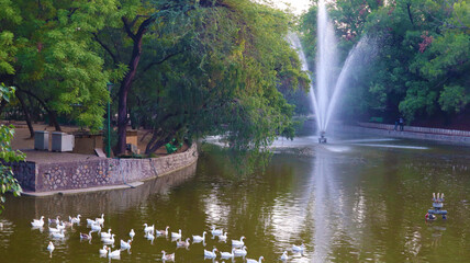 ducks on the garden lake