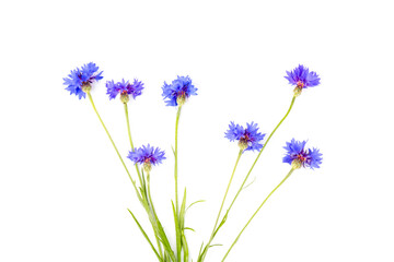 Blue cornflowers, summer flowers on white background, floral background, beautiful small cornflowers close up