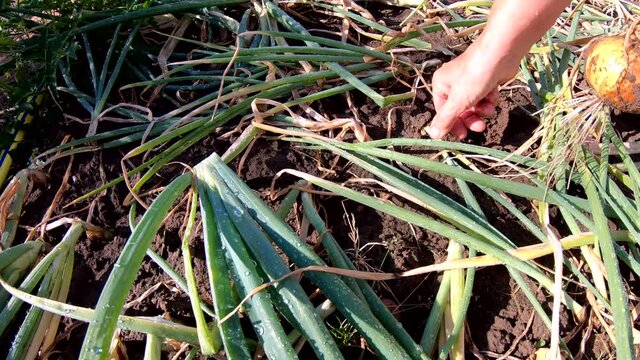 Zwiebelernte im Hausgarten, Selbstversorgung
