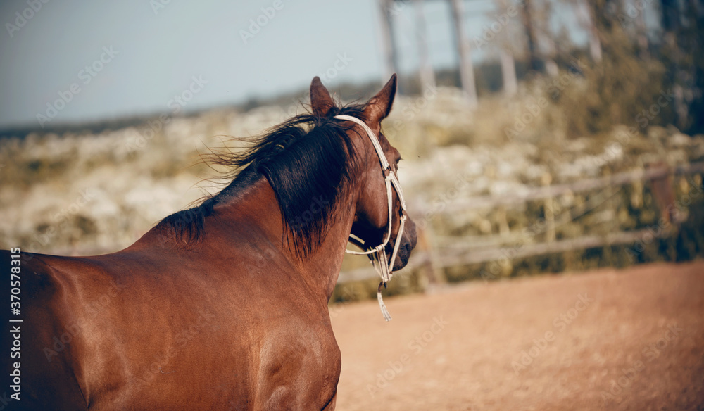 Wall mural sports young horse in a halter