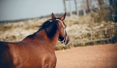 Sports young horse in a halter