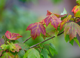 Red Leaf on a Tree