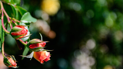 Multiple developing rosebuds.