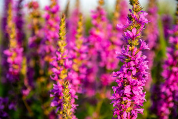 purple meadow flowers background