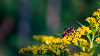 Hoverfly on yellow flowers in forest