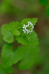 Knoblauchsrauke (Alliaria petiolata )