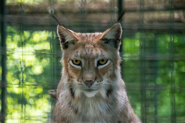 Luchs