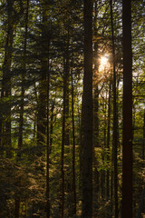 Sunset in forest, vertical. Glowing sunshine nature backdrop