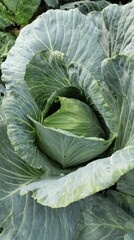 head of cabbage