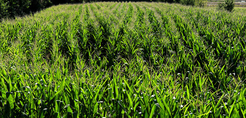 Photo of a nice early morning cornfield with green leaves