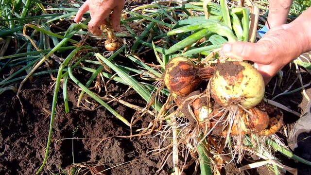 Zwiebelernte im Hausgarten, Selbstversorgung