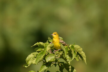Female Northern Baltimore Oriole perched in a bush
