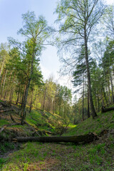 Fallen tree in a ravine in a spring forestм