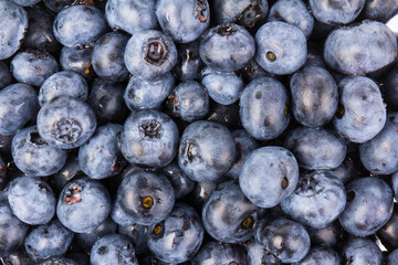 Blueberry isolated. Blueberry on white background. Bilberry. Clipping path.