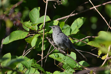 Gray Catbird perched in bushes