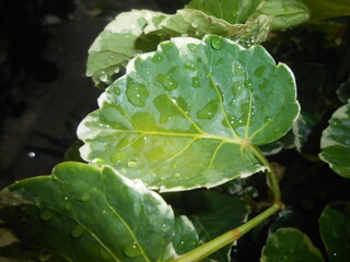 
beautiful green plant with green leaf with rain drop water