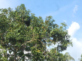 
beautiful green plant with green leaf with rain drop water