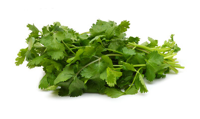 coriander cilantro leaves isolated on white