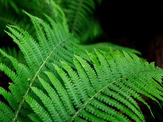 Green fern tree growing in summer. Fern with green leaves on natural background .