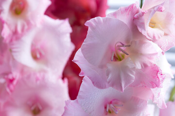 A bouquet of multicolored gladioli in a glass vase on a light background. Greeting card.