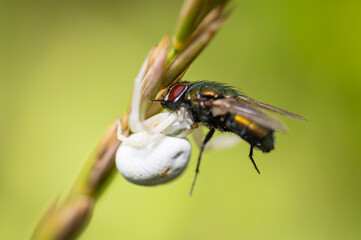 Veränderliche Krabbenspinne (Misumena vatia) weiß, fressen