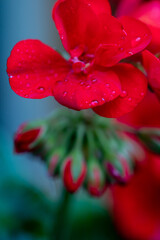Red flower with water drops
