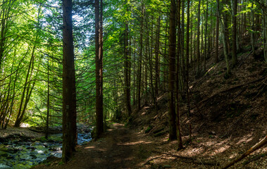 Obraz premium Panorama of a forest path with a river
