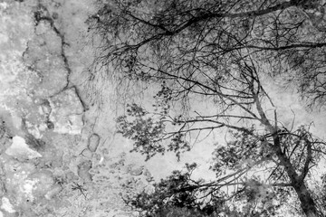 Empty tree branches reflected in frozen puddle