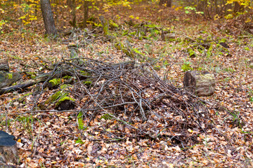 Heap of dry branches in autumn forest