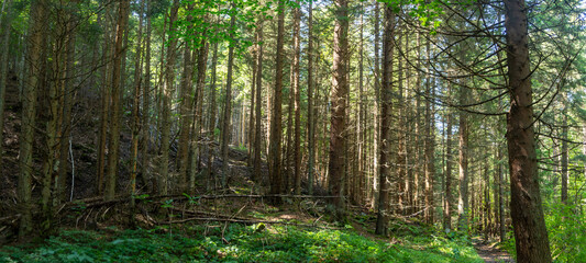 Naklejka premium Panorama of a forest path with a river