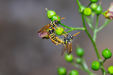 Faltenwespen (Vespidae) paarung