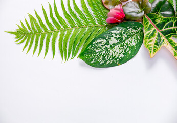 Top view of green tropical leaves and red flowers on a white background. Flat lay, top view, copy space. Minimal summer concept with fern and dieffenbachia leaves. Flowers composition