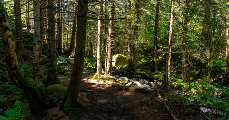 Obraz premium Panorama of a forest path with a river
