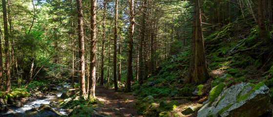 Panorama of a forest path with a river