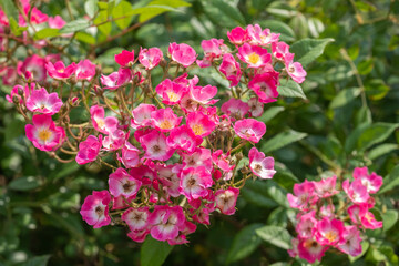 Rosa 'Mozart' Strauchrose Detail Vollblüte
