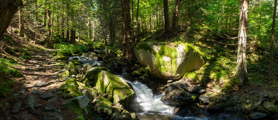 Obraz premium Panorama leśnej ścieżki z rzeką