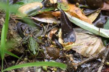 Green frog on the shore of a polluted lake.