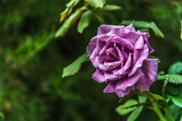 a pink rose in my garden.