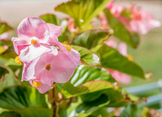 Obraz premium Pink garden begonia with green background and yellow anther