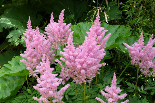Pink astilbe 'false buck's beard' in flower during the summer months