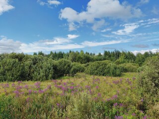 sunny landscape with green trees and purple flowers against a blue cloudy sky