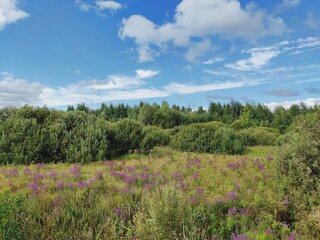 Fototapeta premium sunny landscape with green trees and purple flowers against a blue cloudy sky