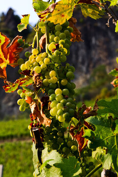 Weintraube am Weinstock in herbstlicher Farbgebung