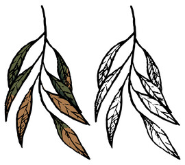 Doodles of ash leaf. Realistic ink sketch of autumn fallen leaves. Hand drawn vector illustration. Set of black contour and color element isolated on white. For design, decor, prints, card, stickers.