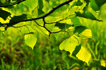 Nature green leaves of lime tree branch 
